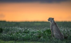 开云体育官网-班凯罗贡献制胜表现，新疆队速胜76人